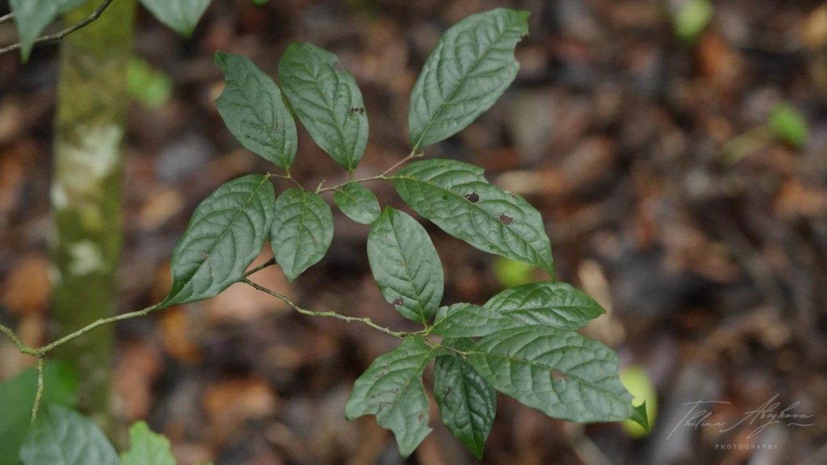 Diospyros sylvatica Roxb.